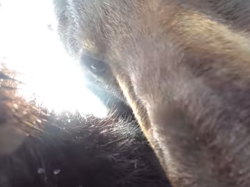 Un ours se filme avec une caméra égarée
